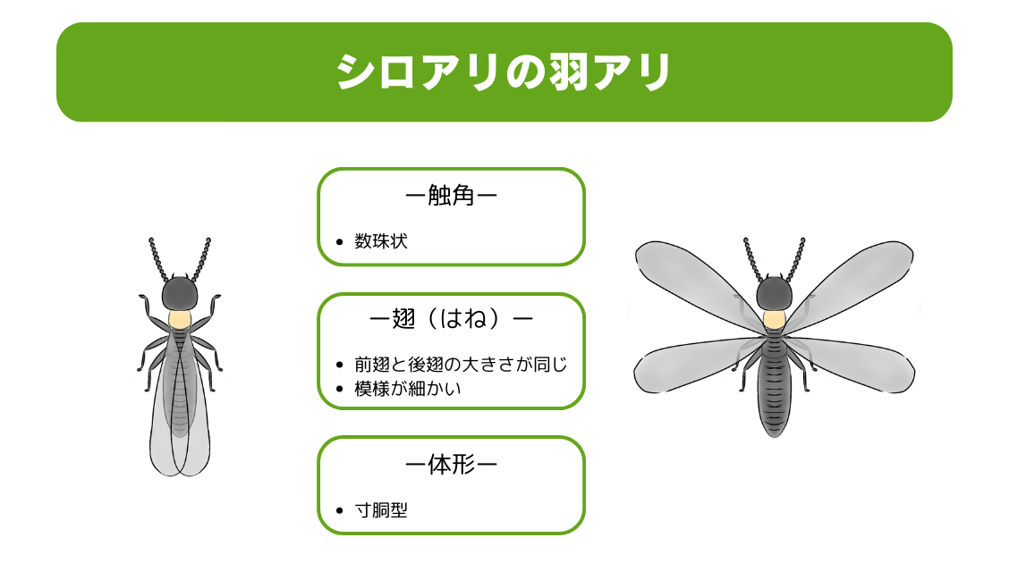 秋の羽アリはシロアリ?見分け方と対処法を解説! | 株式会社アウル